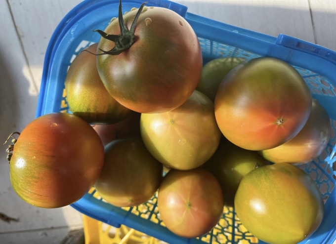 蔬菜