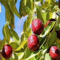 红枣的及格线是甜，但新疆枣凭什么能拿到满分？