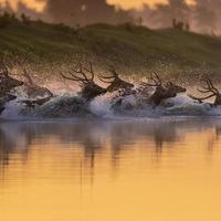 别只知道苏杭！江苏盐城才是“中国肯尼亚”，颠覆江浙沪印象