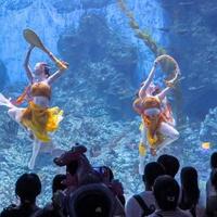 揭秘水族馆：不止是看鱼，更是沉浸式探索蓝色星球的奇幻之旅。