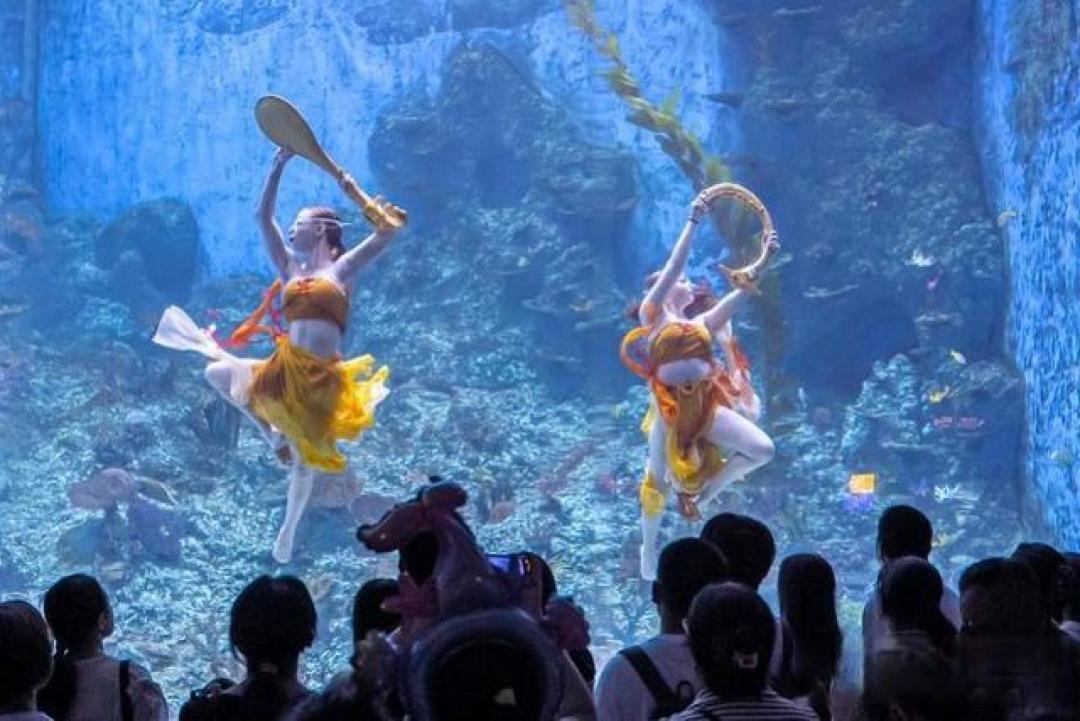 揭秘水族馆:不止是看鱼,更是沉浸式探索蓝色星球的奇幻之旅。