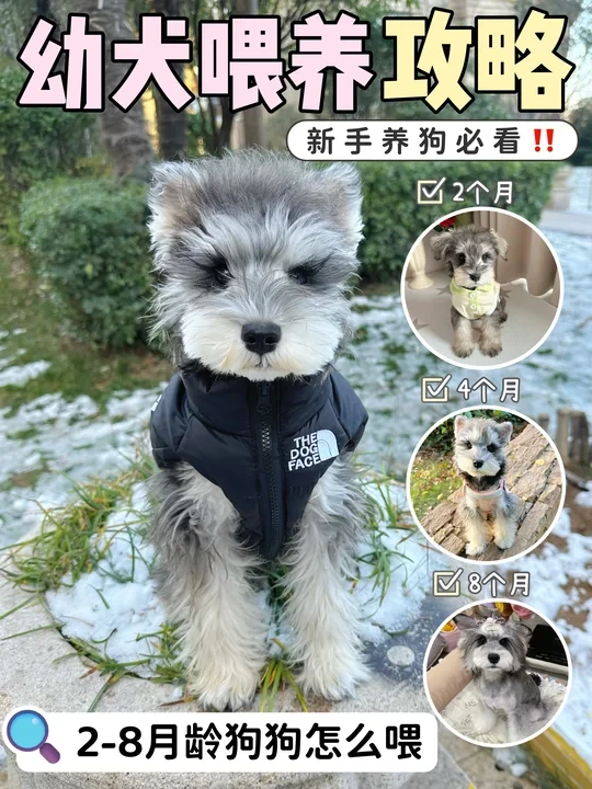 幼犬喂养指南｜1-12月狗狗养护攻略✅️