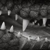 认清真实自我：黑暗三角人格测试，原来你的 “另一面” 是超能力