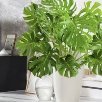 龟背竹是“懒人植物”还是需要精心照料？1000+用户观点大PK