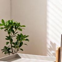 简约设计与实用功能的融合