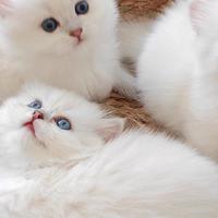 爱宠的小家 篇零：2025老年猫粮优选测评榜：全维度适配老年猫健康养护需求