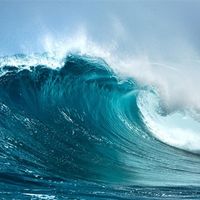 日本一无人岛密密麻麻都是北海狮：给当地渔业造成巨大损失