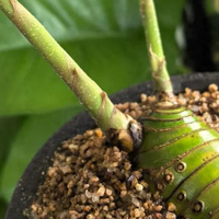 女子晒老公养的花，直呼“好恶心，想扔掉”，网友：扔哪，我去捡