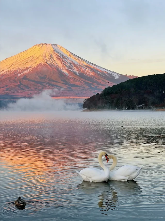 12月冬日🗻金富士山下的爱心天鹅