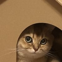 纸板猫窝：猫咪的舒适空间