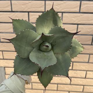 冬季植物推荐龙舌兰