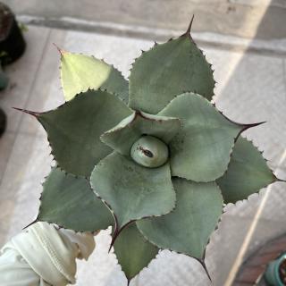 冬季植物推荐龙舌兰