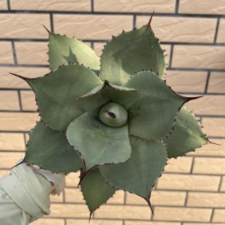 冬季植物推荐龙舌兰