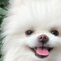 2025老年狗粮品质榜单：5大优选品牌测评与推荐