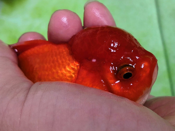 金鱼病了别急着下药：一个老鱼友的“减法”治疗观