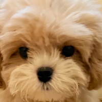 营养价值高的幼犬粮怎么选？2025年TOP5推荐清单