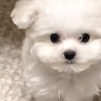 营养价值高的幼犬粮怎么选？TOP5推荐及选购指南