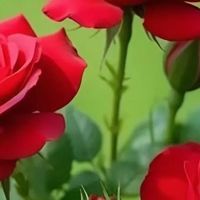 玫瑰花：观赏与文化内涵