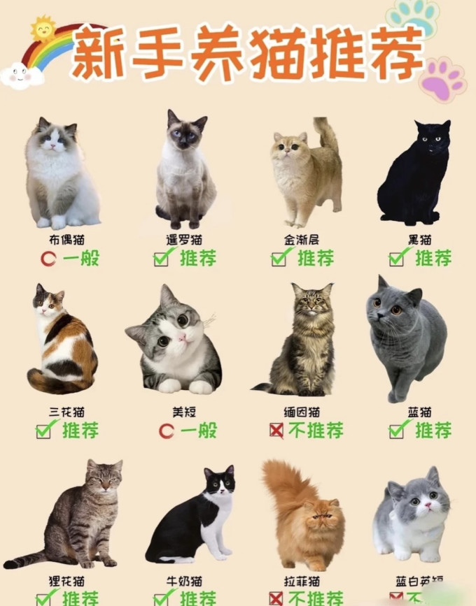 猫咪