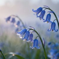 蓝风铃香氛：心动体验还是营销幻觉？1000+用户观点大碰撞