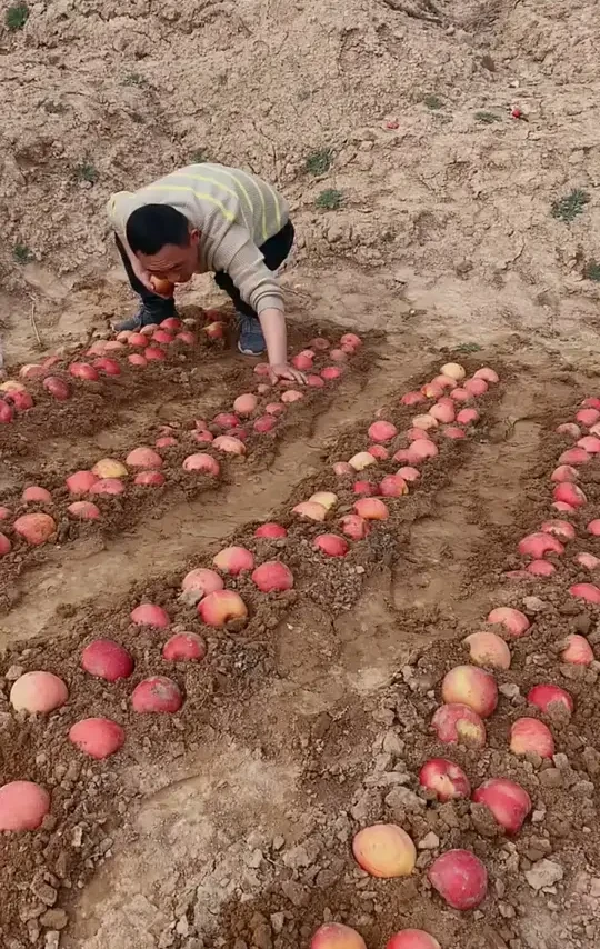 洛川苹果