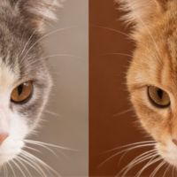 2025年优质猫粮推荐什么猫粮品质好？实测国产猫粮推荐排行榜10强