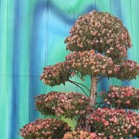 圣诞礼物来了！！！