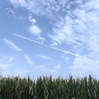 一加13镜头下的草木细节