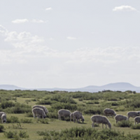 破解羊绒衫起球难题：鄂尔多斯集团揭示70%抗球性源于出厂前
