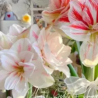 羡慕死！广州一女子养的花，全都“玩命开”，网友：不信，摆拍吧