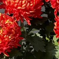 男子的“盘龙圣火”火了，路人出2000买友：犹豫一秒都是不尊重~