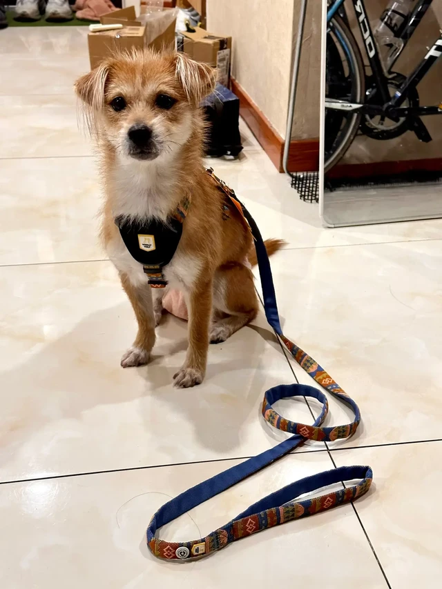 用过woollywolf胸背的嘴是真严