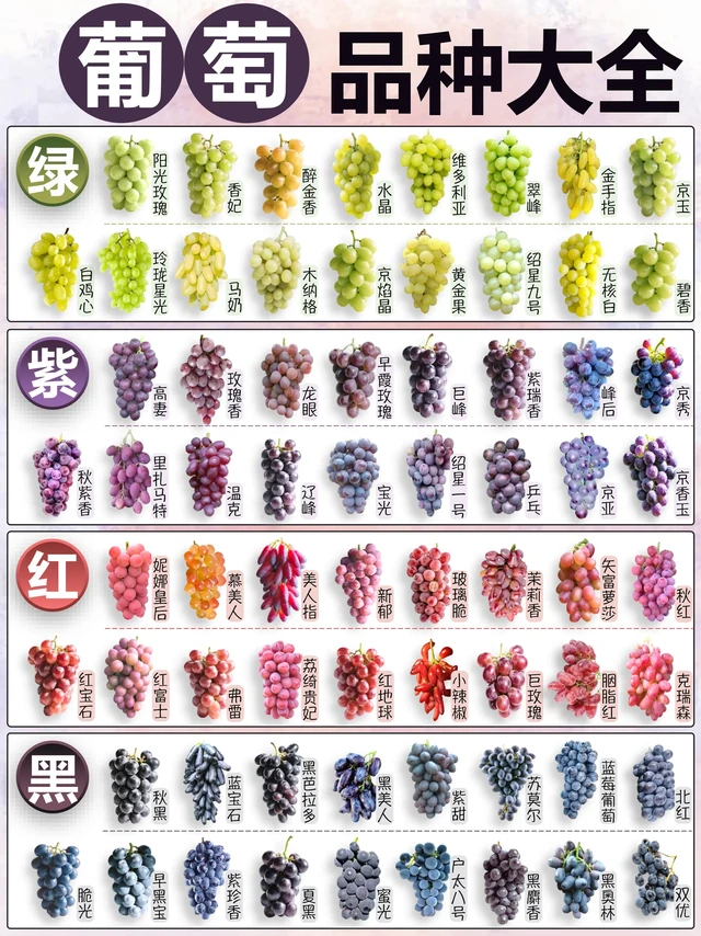 葡萄品种大全