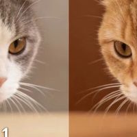 行业揭秘：哪款猫粮比较好营养高？