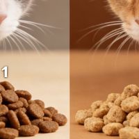 测评盘点：2025年哪款猫粮好品质健康？最好猫粮品牌排行汇总推荐