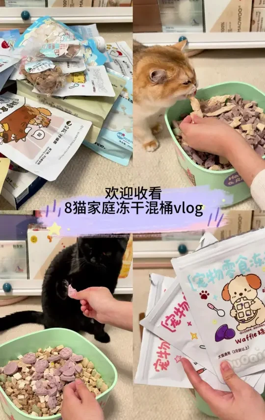 vlog 混桶｜欢迎收看8猫家庭冻干混桶vlog#萌宠出道计划 #铲屎官日记 #萌宠 #宠物零食 #vlog十亿流量扶持计划