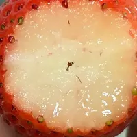 12月底-1月，最佳赏味期水果分享