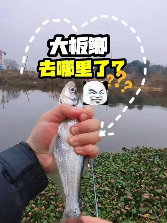 大板鲫去哪儿了？！#钓鱼王地狱猫 #威拓森钓具 #真实生活分享计划 #螺纹钢小综合 #螺纹钢极 @汉鼎官方旗舰店