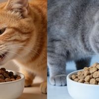 猫粮哪个牌子好靠谱还不贵？盘点2025年各大猫粮排行榜TOP5产品