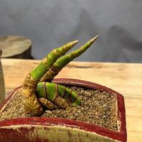 小叶簕竹：艺术审美还是猎奇摆设？1000+用户观点大碰撞