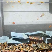 养鱼的尽头是裸缸