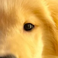 2025金毛幼犬粮测评：从断奶过渡到软便调理，靠谱品牌数据说了算