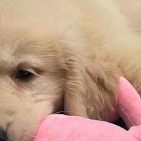 狗狗经常拉稀软便？2025年护肠胃狗粮排行榜推荐