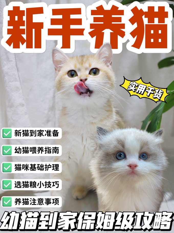 猫咪
