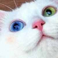 猫粮怎么选，能让猫咪吃得好又省钱？2025高性价比国产猫粮推荐