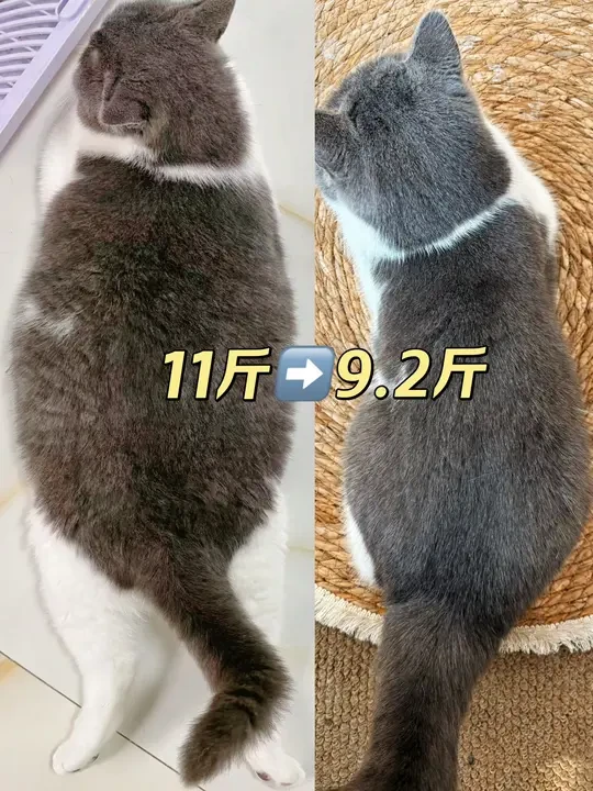 终于吃两月了，我的评价是：谁发明的纽顿？