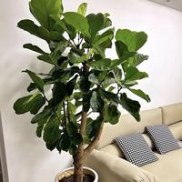 网红绿植是“懒人福音”还是“智商税”？2000+用户真实观点大碰撞