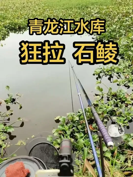 青龙江水库的石鲮是真大只啊,又狂拉了。#汉鼎卓越 #汉鼎真材实料放心入 #原来钓鱼才是抖音运动顶流 #野钓 #钓鱼的乐趣只有钓鱼人懂 @汉鼎官方旗舰店