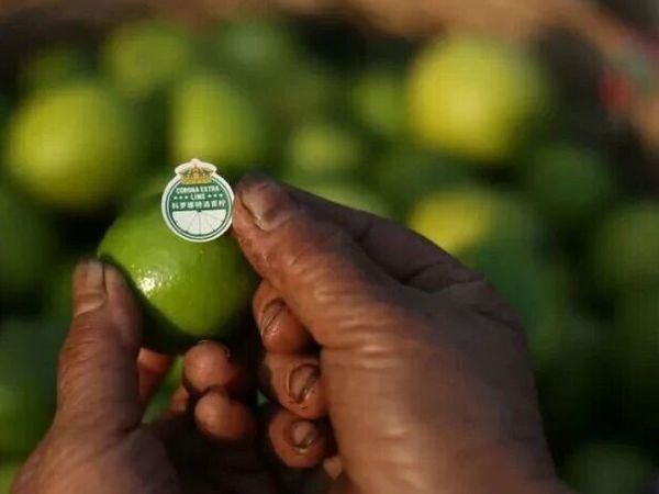 “青柠模式”再升级：百威中国助力优质青柠正式入驻多家权威媒体电商平台