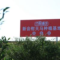 闭眼入不踩坑！方家铺子新会陈皮实测，百年老字号保真品质太香了